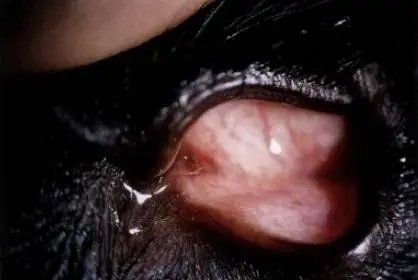 寵物淚腺堵塞症狀和治療方法
