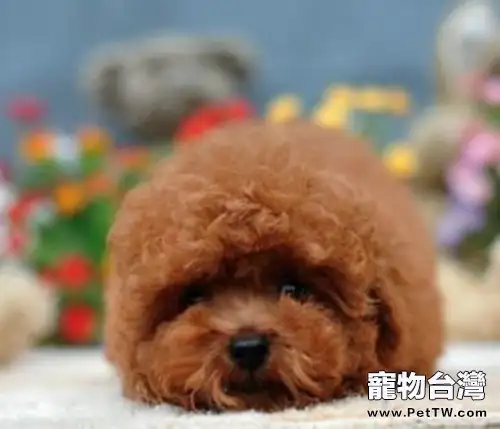 影響狗狗毛質的五大因素