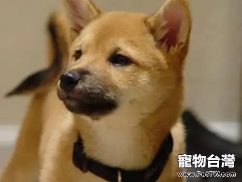 挑選幼犬食物的注意事項(1圖)-寵物台灣