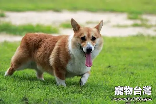 小狗長大後體型的判斷方法
