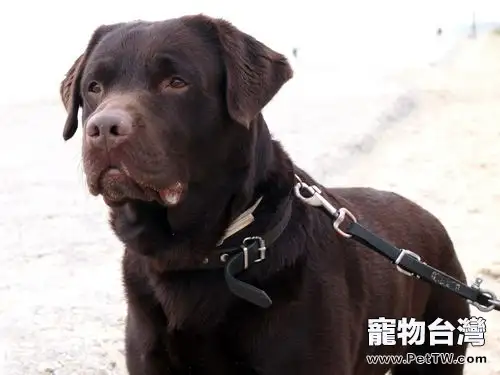 拉布拉多幼犬的挑選方法(1圖)-寵物台灣