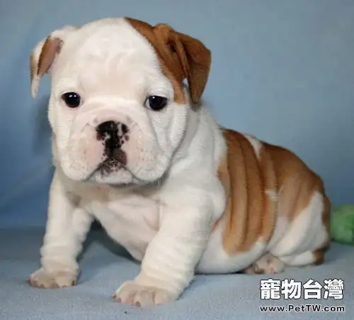 能餵狗狗吃人藥嗎(1圖)-寵物台灣