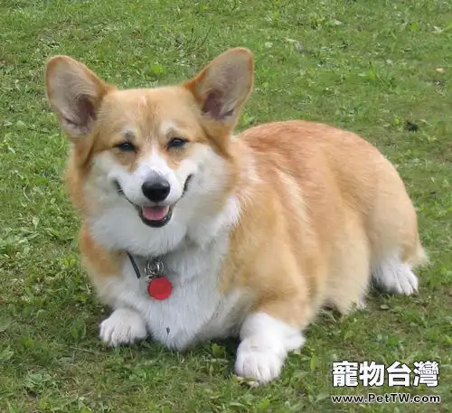 狗狗爪子紅腫是怎麼回事