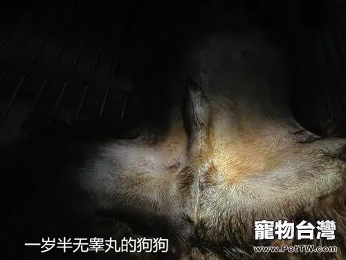一例公犬隱睪手術