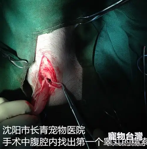 一例公犬隱睪手術