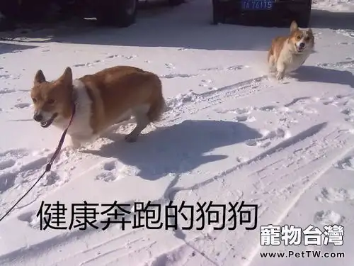 狗狗跛行的相關問題