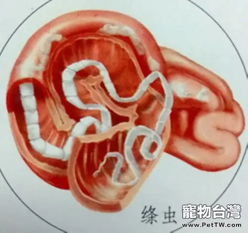 一例幼犬嚴重絛蟲感染的病例分析