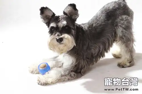 為狗狗挑選磨牙玩具的注意事項