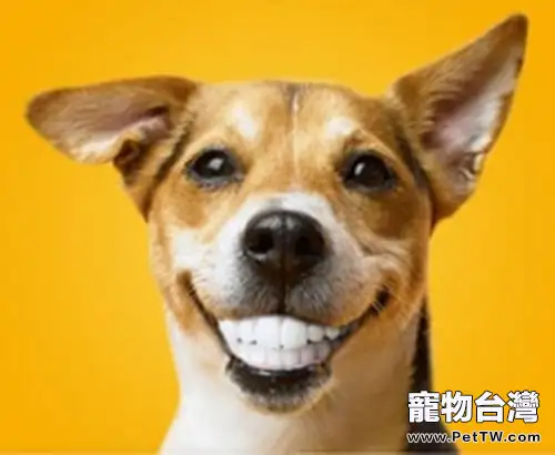 狗狗牙齒日常護理該怎麼做