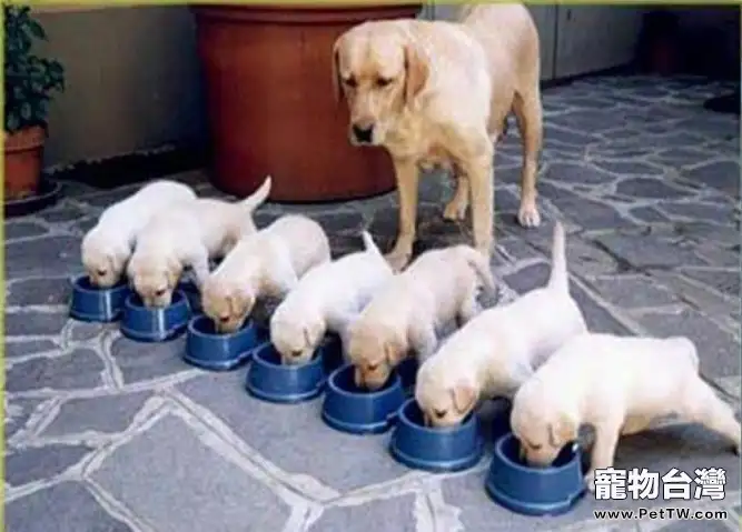 如何訓練狗狗優雅進食(1圖)-寵物台灣