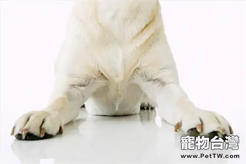 你的狗狗爪子健康嗎？（1圖）-寵物台灣