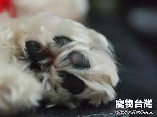 狗狗腳部受傷的處理辦法