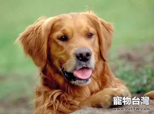 黃金獵犬與拉布拉多的異同點分析