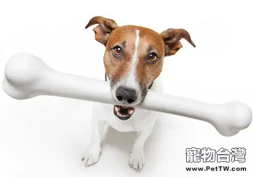 七大標準判別狗狗是否健康