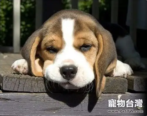 通過狗狗便便觀察健康（1圖）-寵物台灣