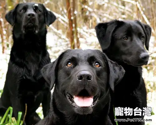 怎樣護理拉布拉多尋回犬的耳道(1圖)-寵物台灣