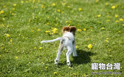 盤點狗狗尾巴的十種造型