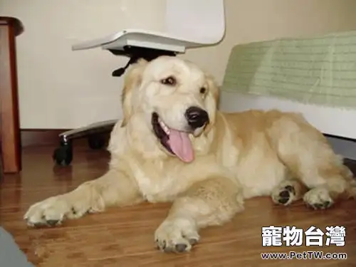 日常生活該如何照顧老齡犬