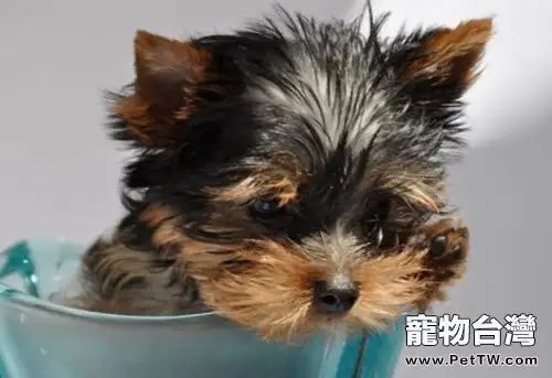 約克夏幼犬的飼養要點(1圖)-寵物台灣