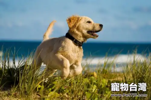 黃金獵犬假懷孕的危害及防治