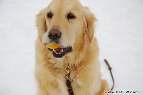 判斷黃金獵犬是否懷孕的方法