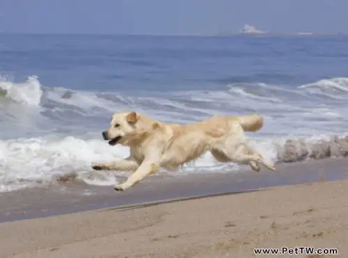 黃金獵犬哪些食物不能吃