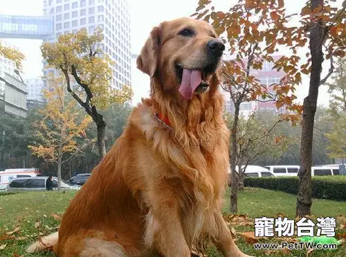 黃金獵犬的體重參考標準(1圖)-寵物台灣
