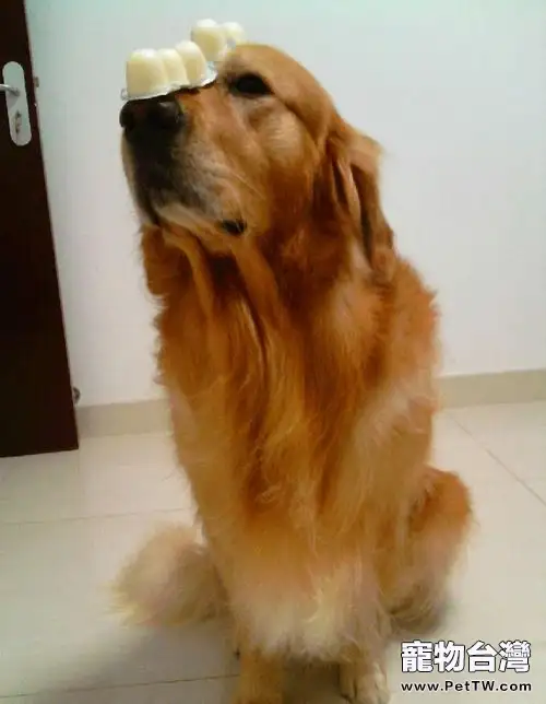 帶黃金獵犬散步的注意要點(1圖)-寵物台灣