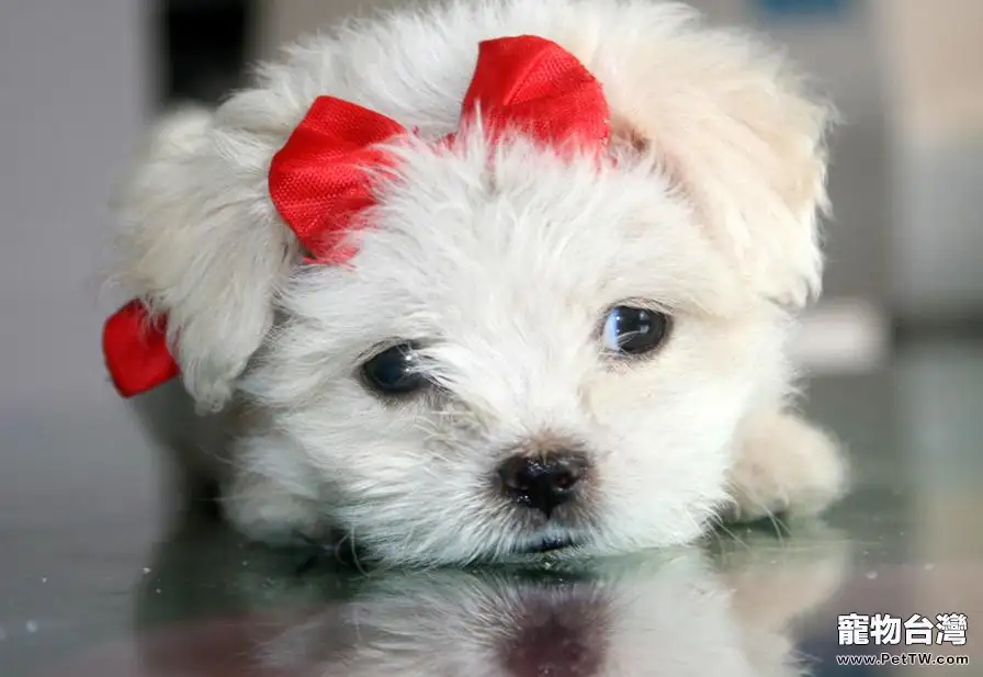 按季節給狗狗挑選最佳食物（1圖）-寵物台灣