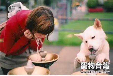 水對狗狗的功能及影響
