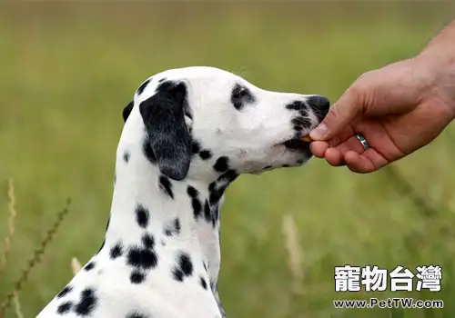 讓狗狗只吃你給的食物