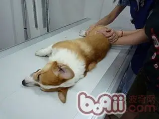 引起犬髖關節發育不良的病因以及症狀