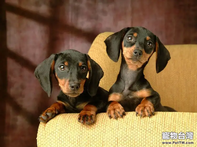如何為臘腸犬做美容(1圖)-寵物台灣
