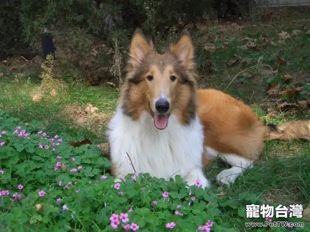 解析蘇格蘭牧羊犬與喜樂蒂犬的區別