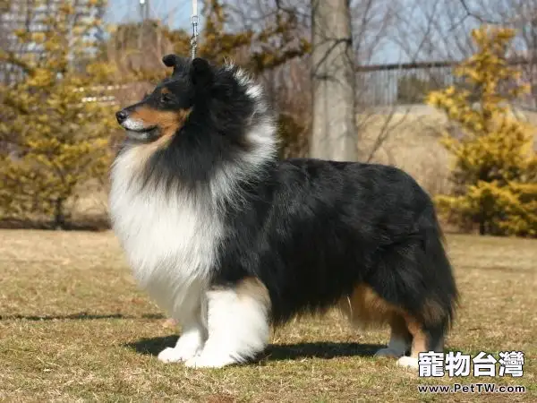 解析蘇格蘭牧羊犬與喜樂蒂犬的區別