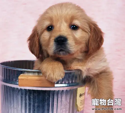 讓狗狗遠離垃圾桶