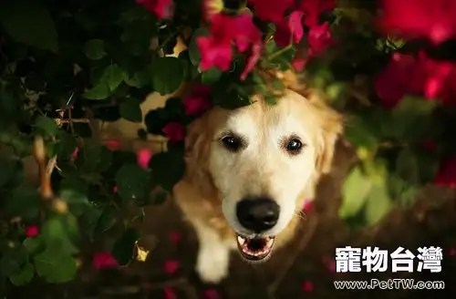 什麼時候訓練黃金獵犬最好