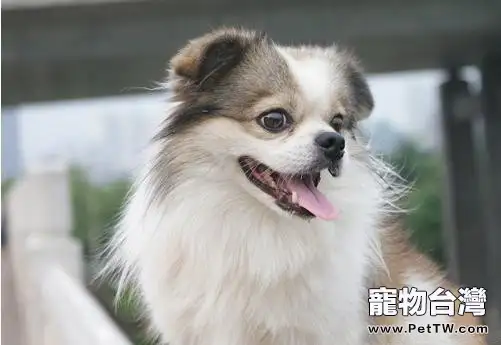 狗狗護食可從餵食方法改起(1圖)-寵物台灣