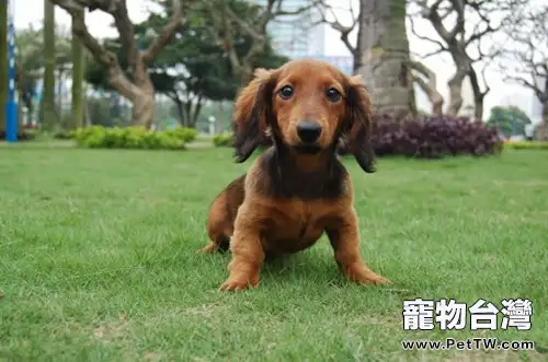 臘腸犬的飼養技巧(1圖)-寵物台灣
