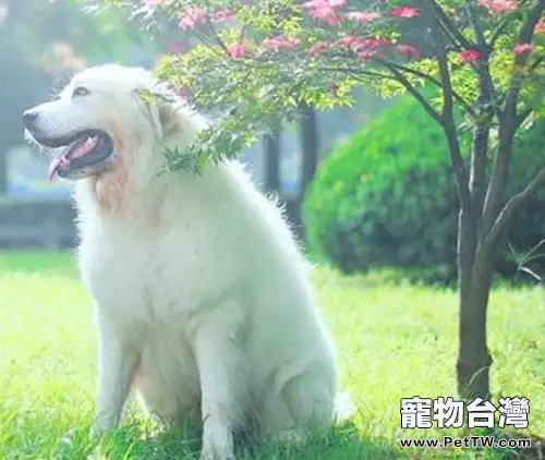如何幫狗狗克服恐懼感(1圖)-寵物台灣