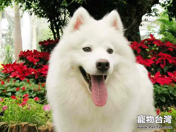 正確理解狗狗表情