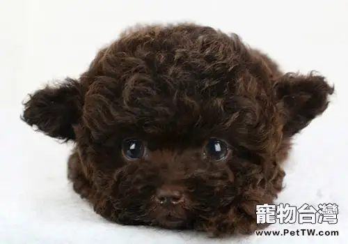 狗狗也要定期美甲(1圖)-寵物台灣