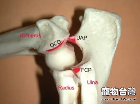 大型犬關節疾病的討論