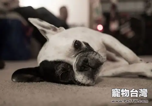 狗狗受傷急救指南(1圖)-寵物台灣