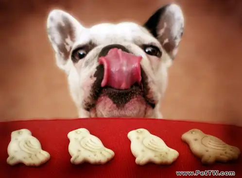 狗狗進食速度快是餓了嗎