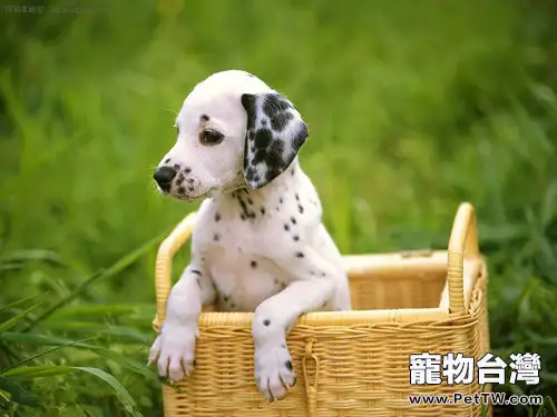 不同年齡階段狗狗的餵食次數