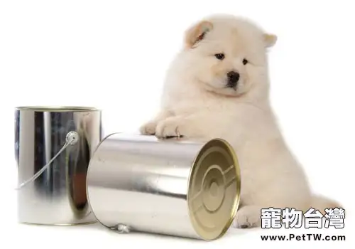 狗狗觸電後要如何急救（1圖）-寵物台灣