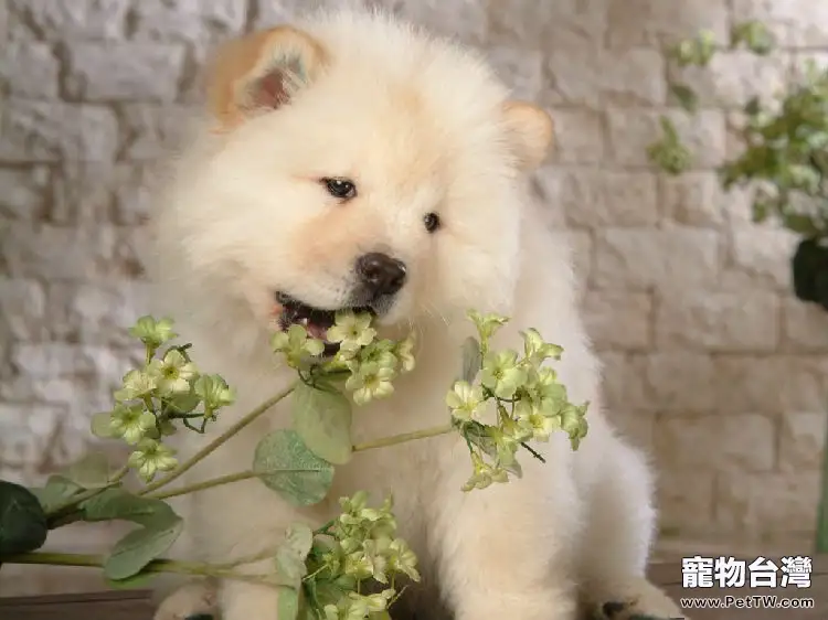 選購狗狗需注意的八條準則(1圖)-寵物台灣