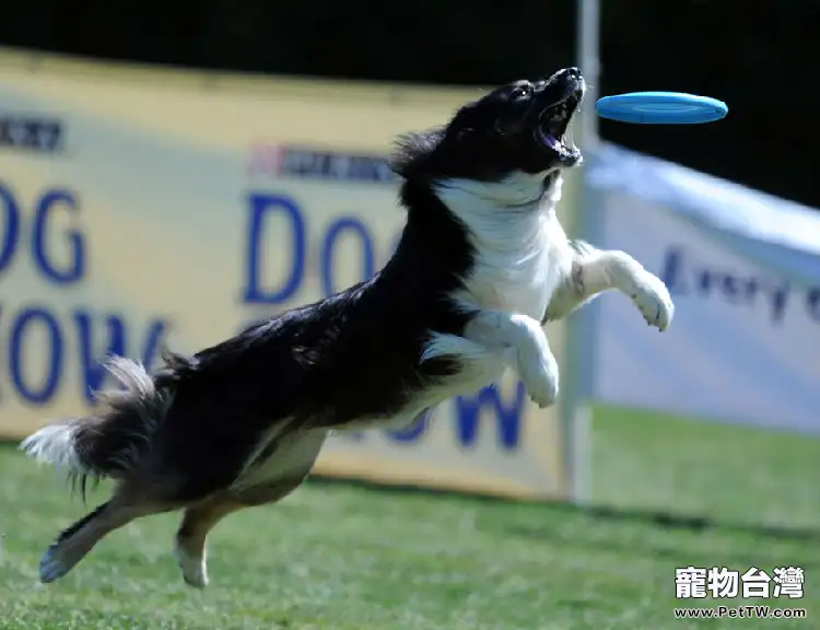 狗狗玩飛盤的訓練要點