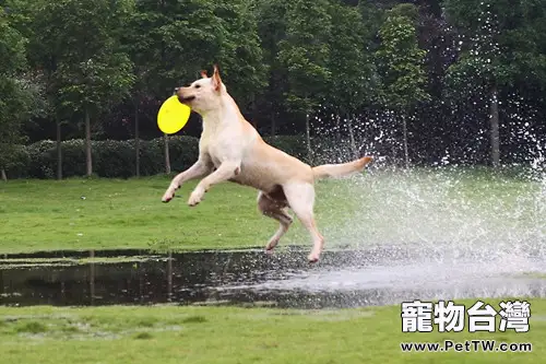 不同狗狗也存在共性
